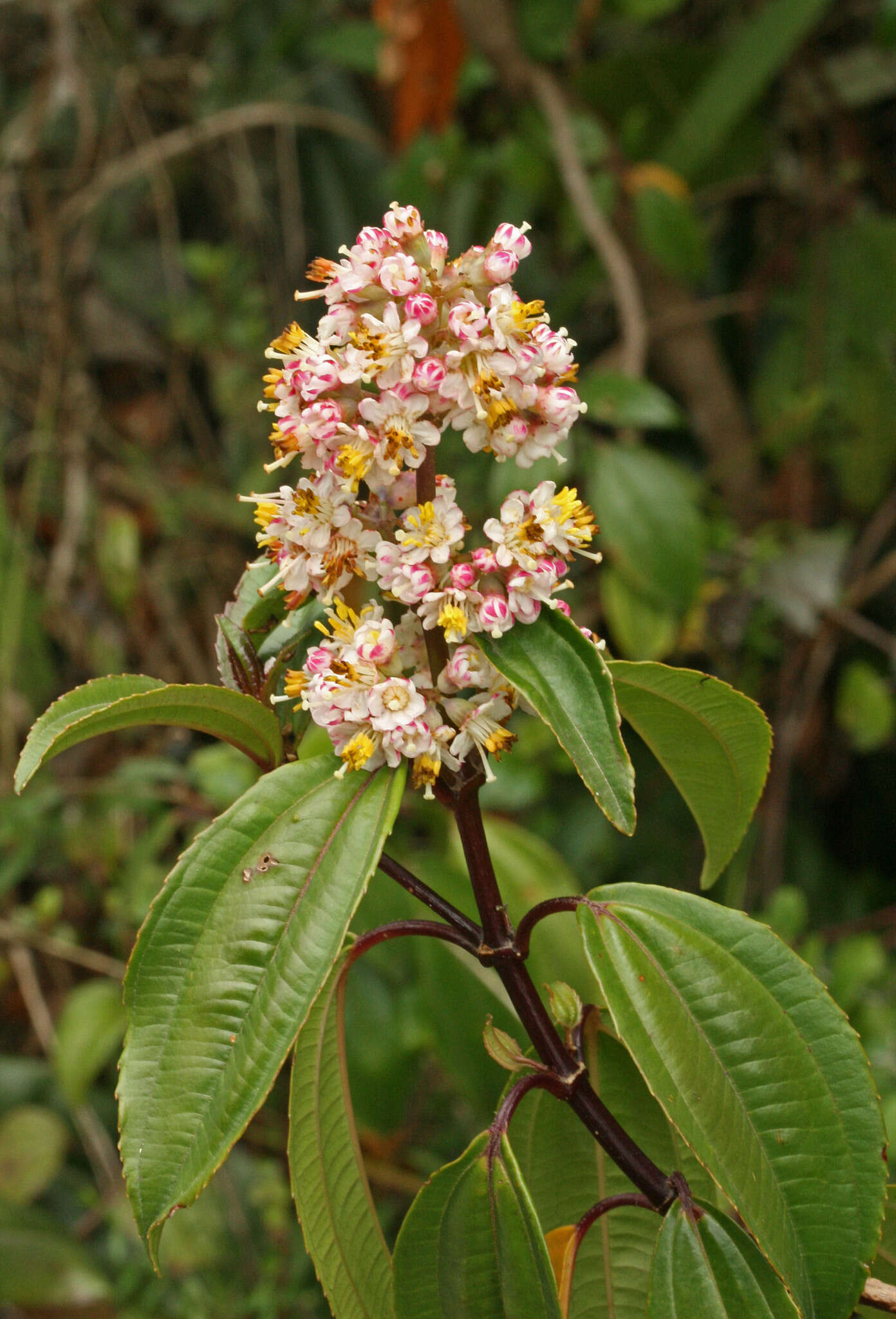 Miconia crocea (Desroussraux) Naud.的圖片