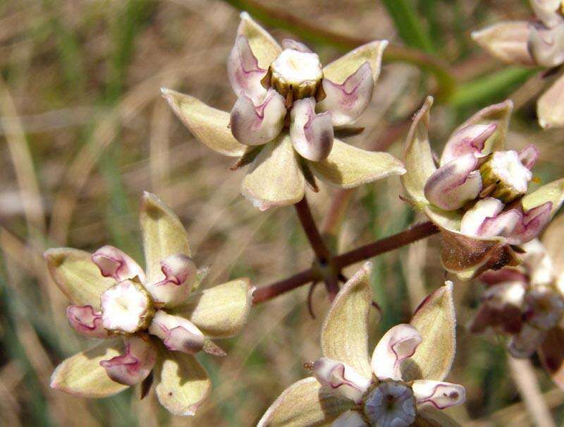 Image of Hooded meadow-star