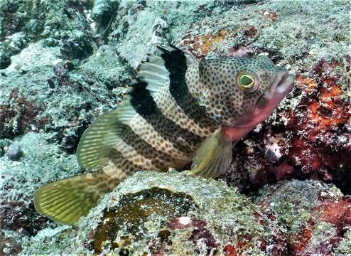 Image of Banded reef-cod