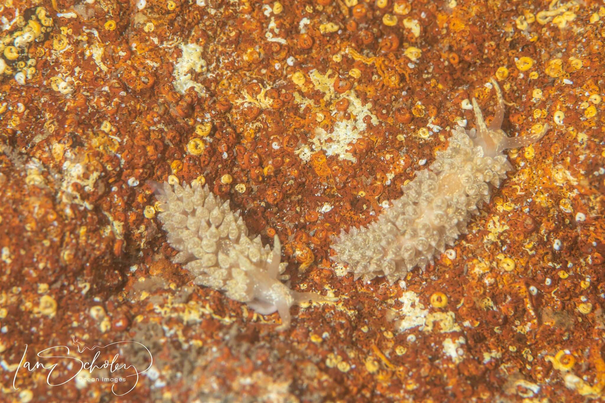 Image of Transluscent large cerrata slug