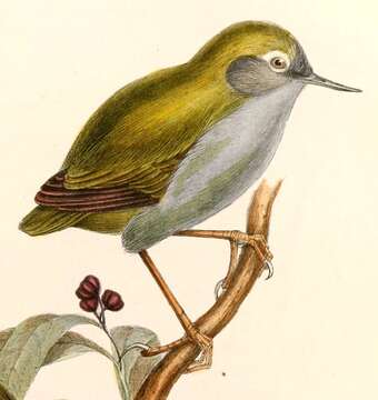 Image of New Zealand wrens