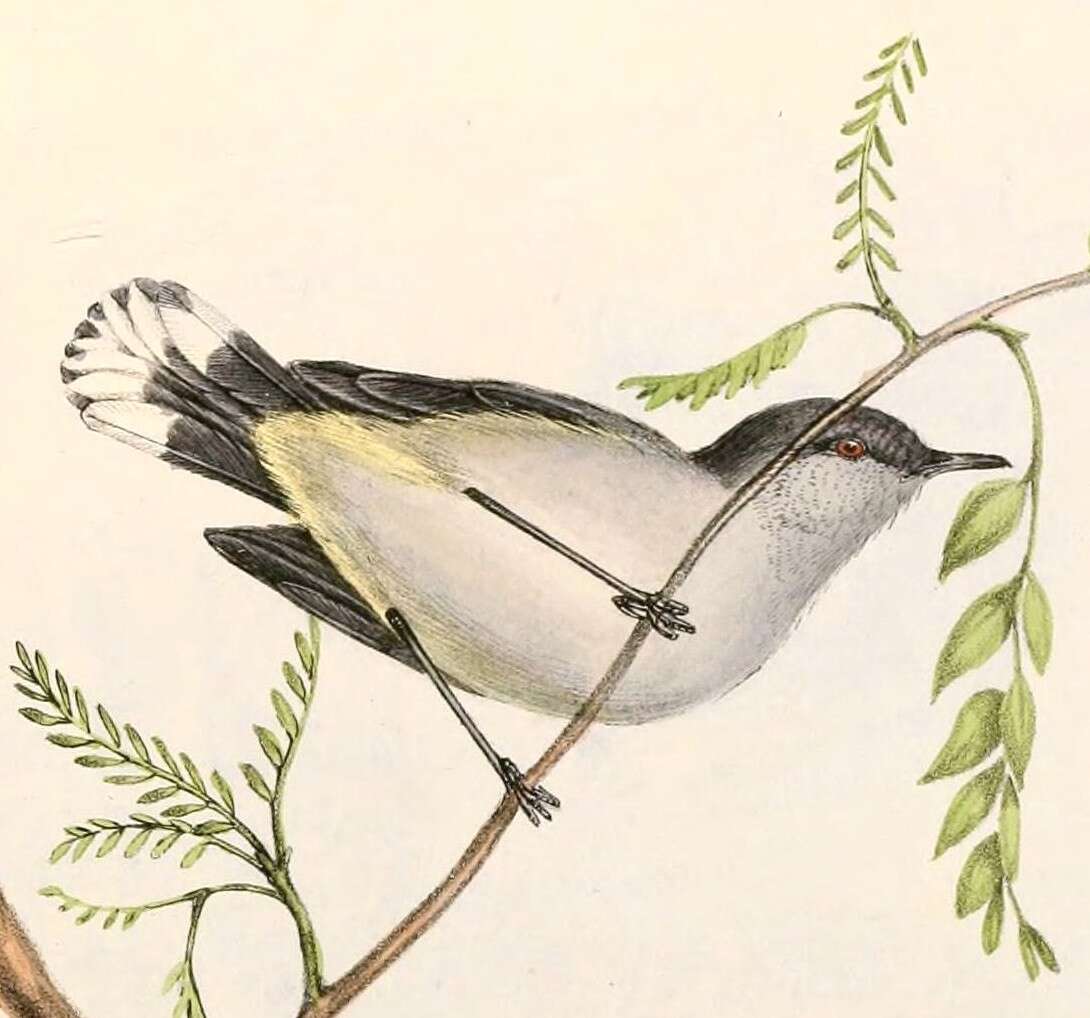 Image of Grey Gerygone