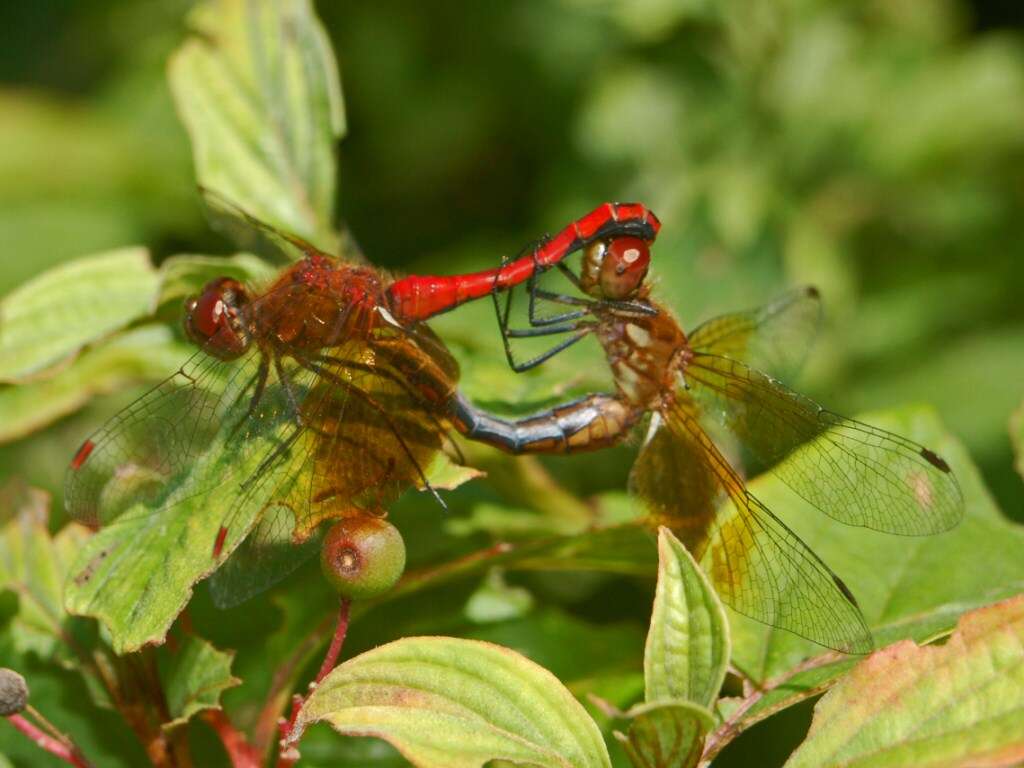 Image of Band-winged Meadowhawk