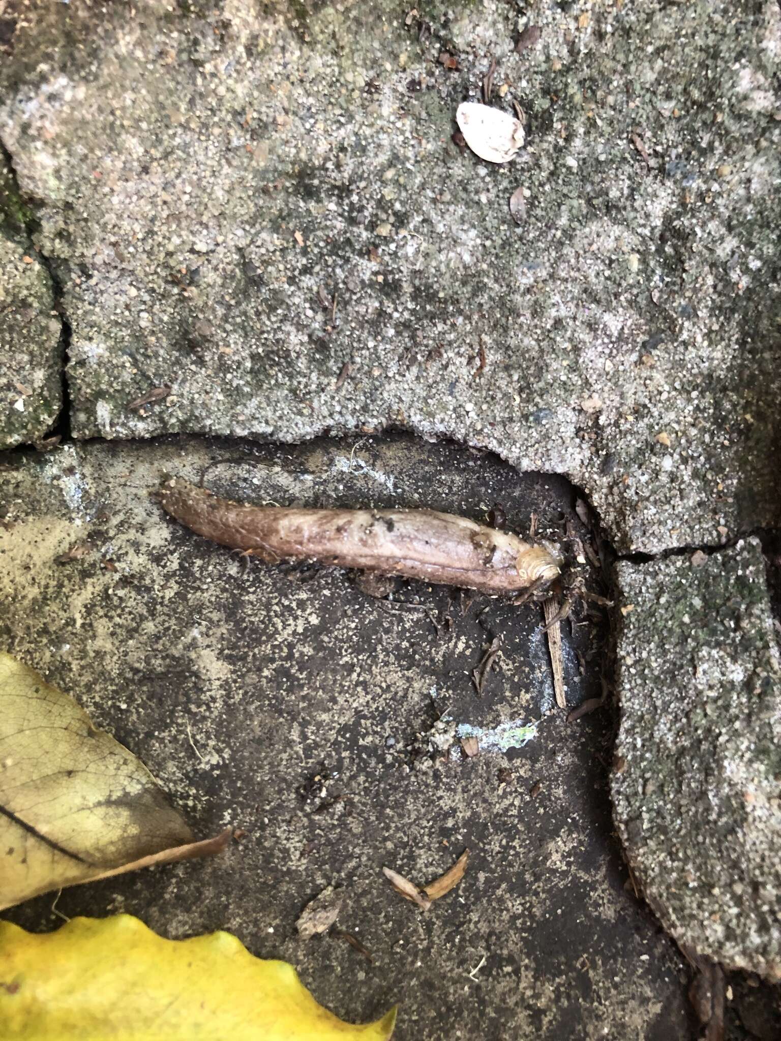 Image of Shelled slug