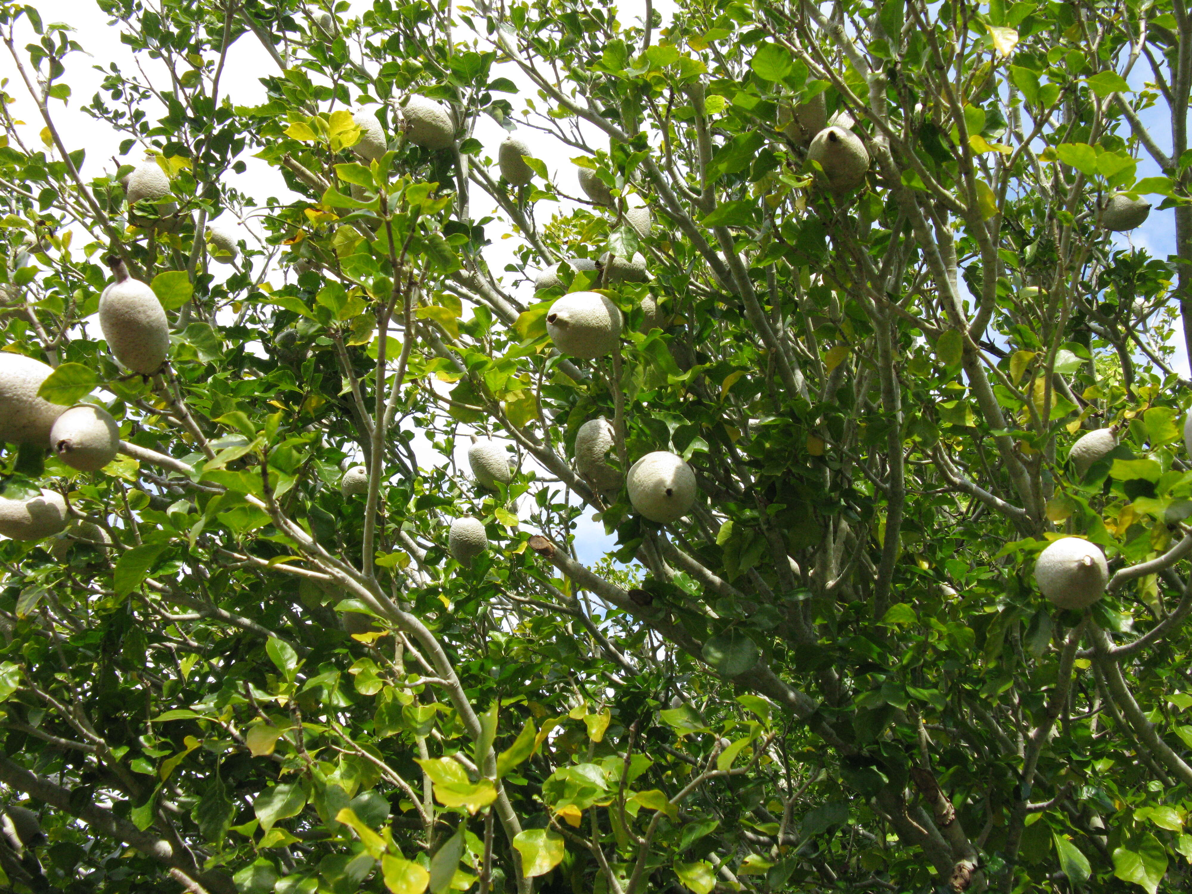 Image of Thunberg's gardenia