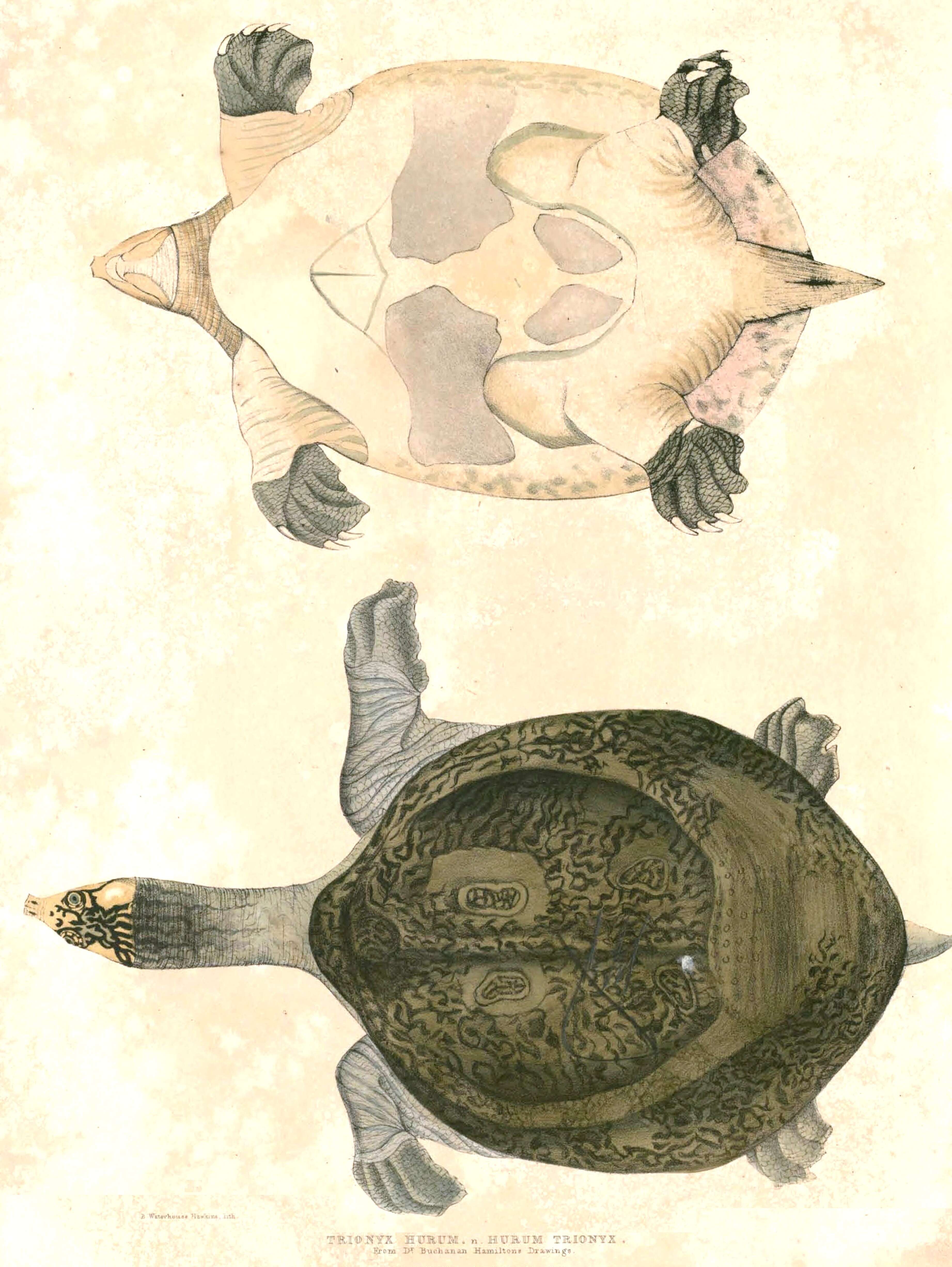 Image of Indian Peacock Softshell Turtle