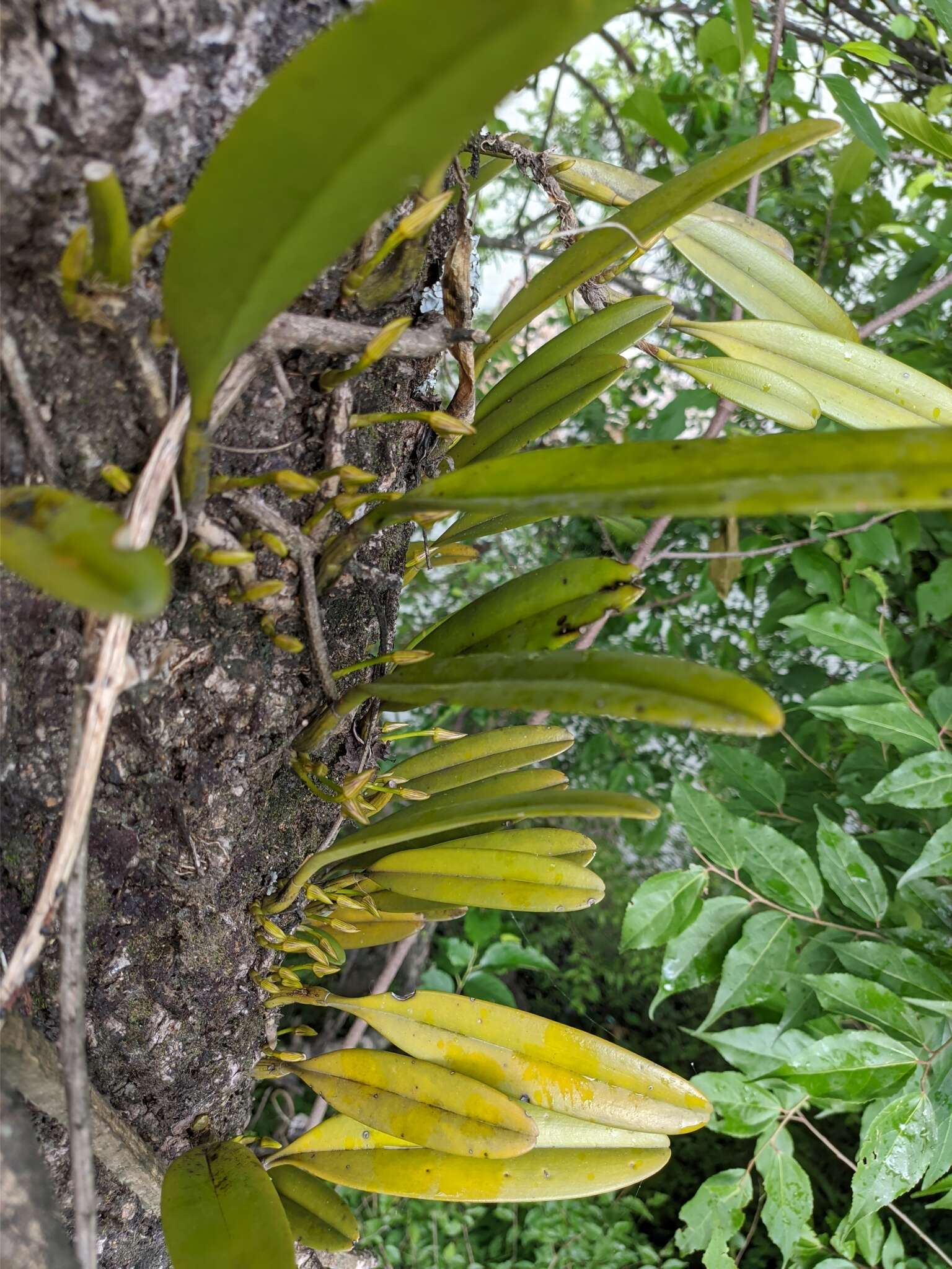 Image of Bulbophyllum affine Wall. ex Lindl.