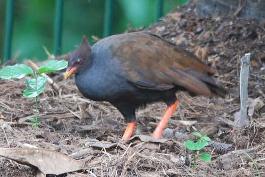 Image of Orange-footed Scrubfowl