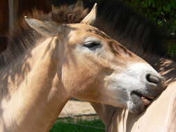 Image of Asian Wild Horse