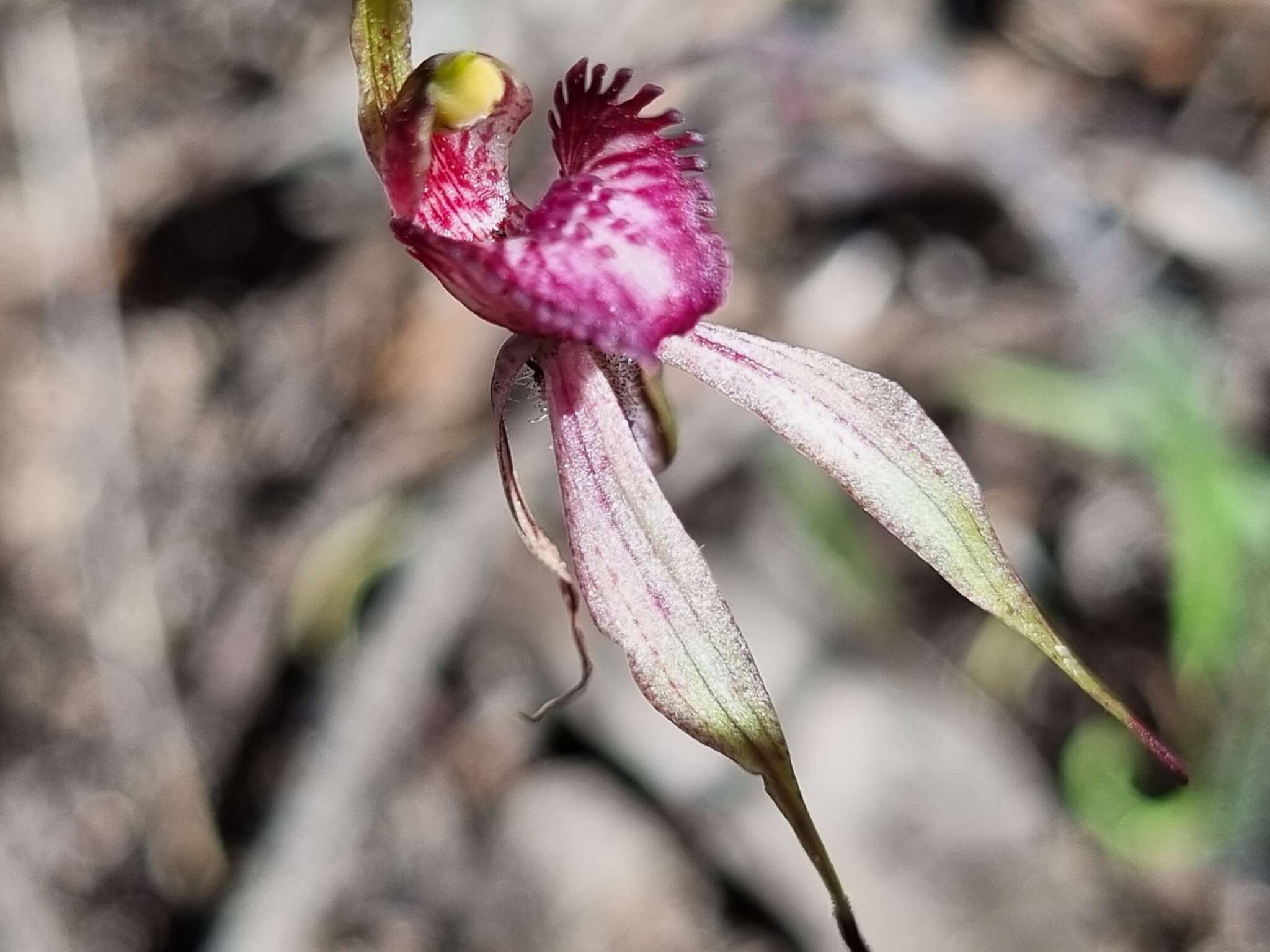 Image of Grampians spider orchid