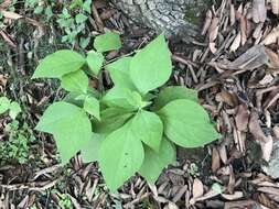 Image of Greenmaniella resinosa (S. Wats.) Sharp