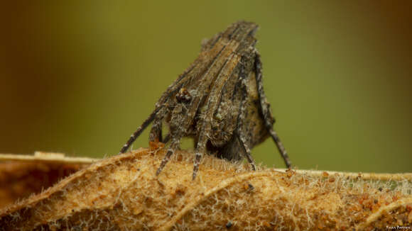 Image of Twig Orb-web Spiders