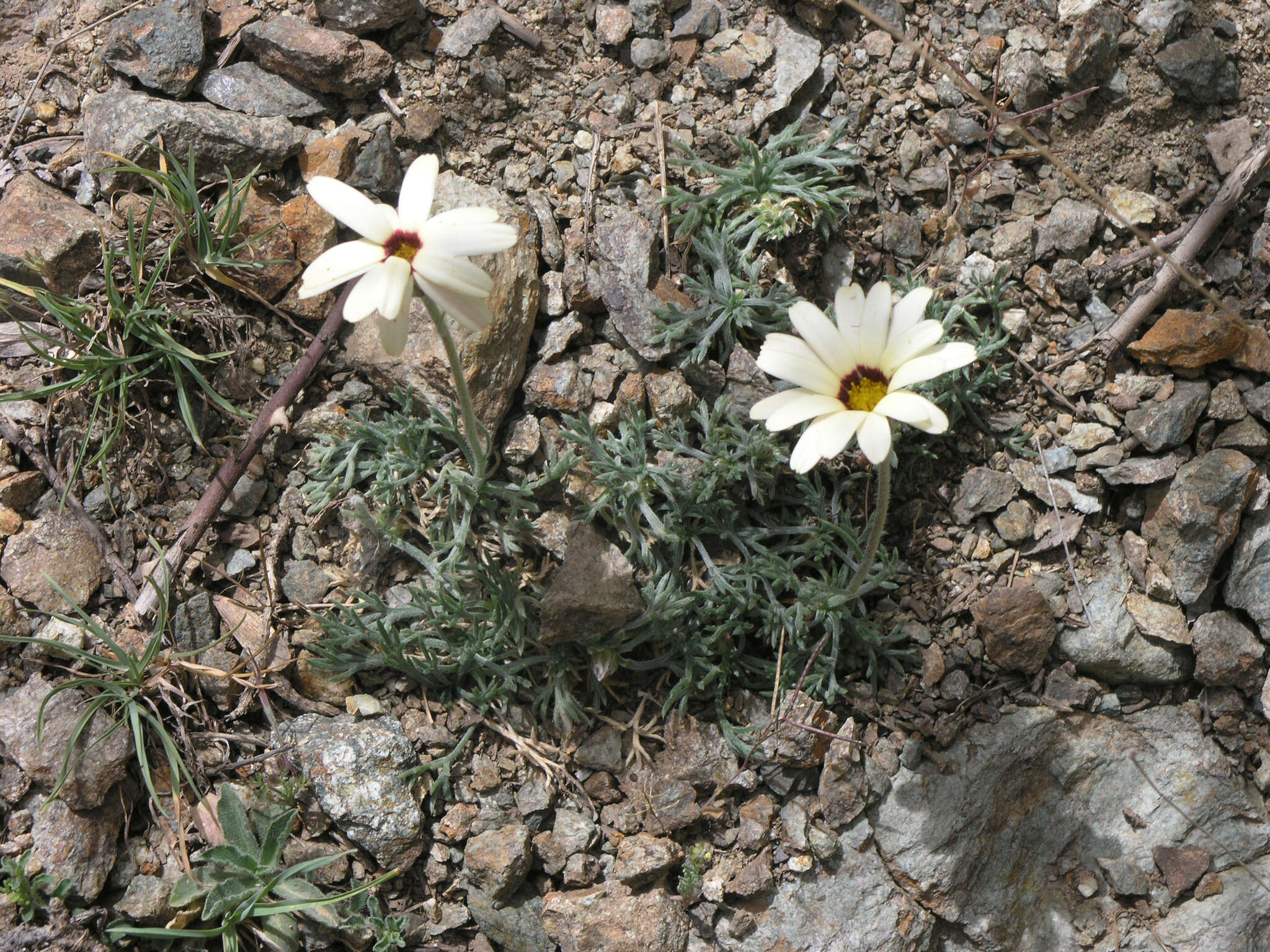 Image de Rhodanthemum catananche (Ball) B. H. Wilcox, K. Bremer & C. J. Humphries