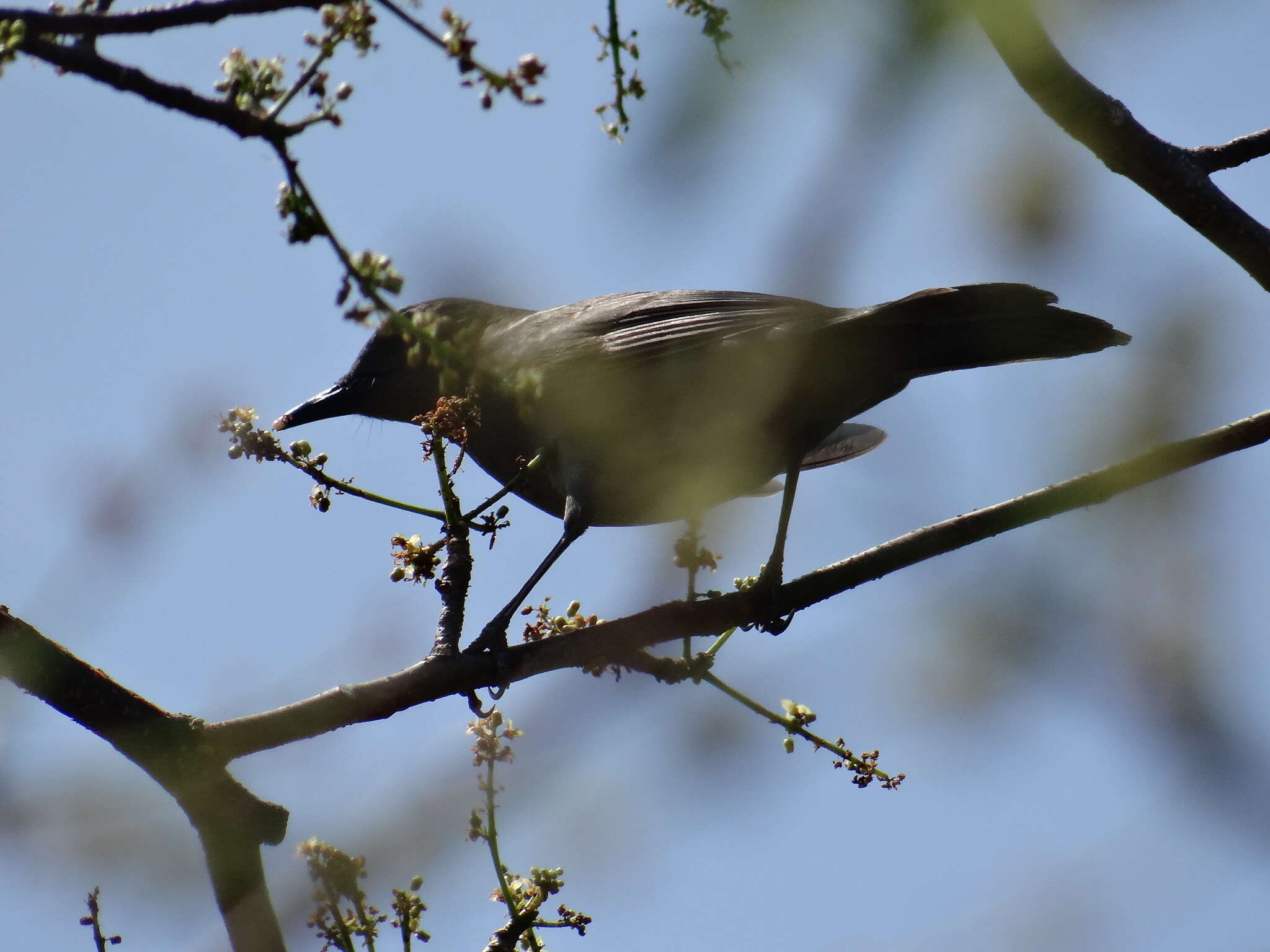 Image of Melanoptila Sclater & PL 1858