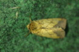 Image of bordered sallow