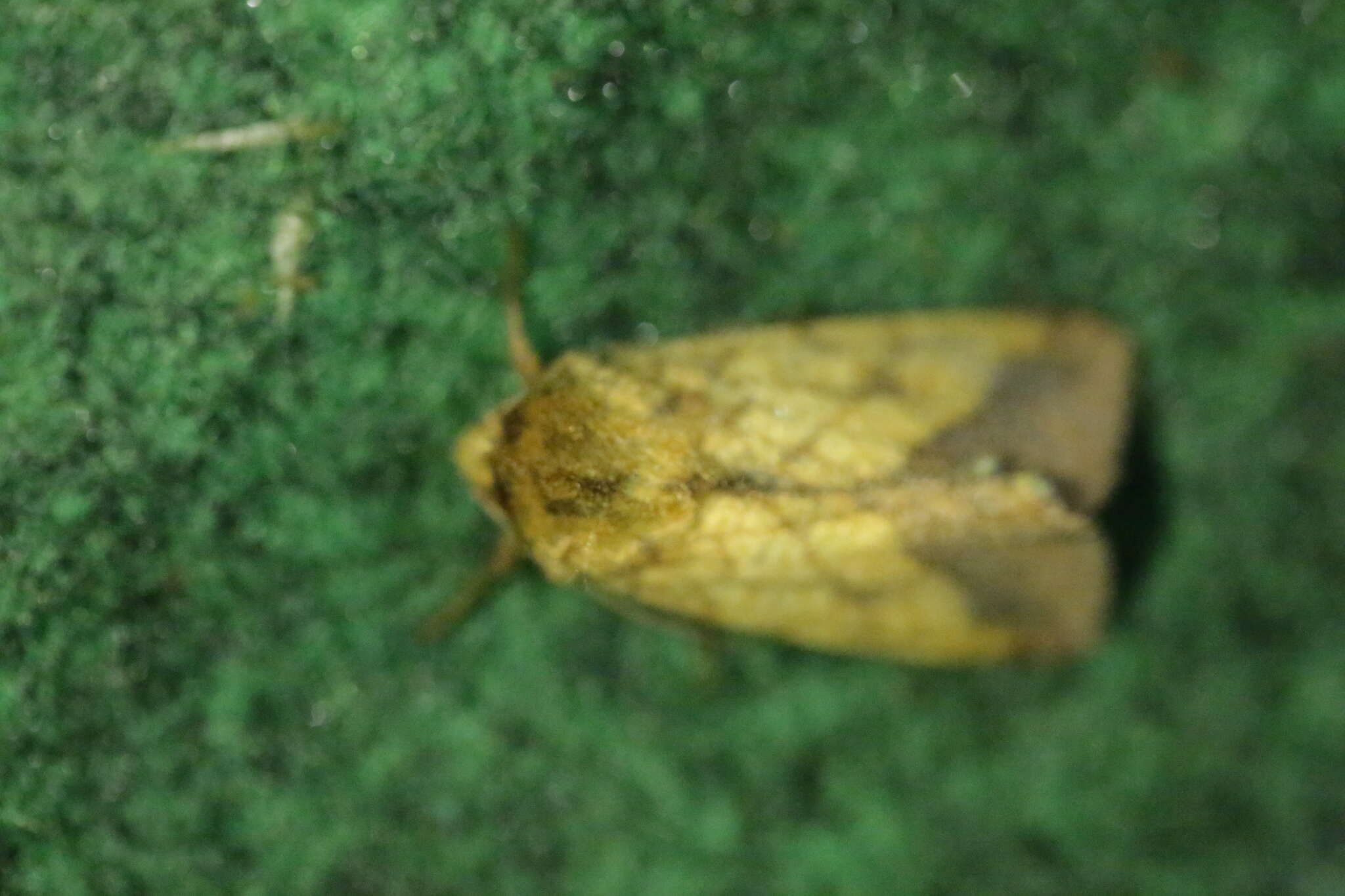 Image of bordered sallow