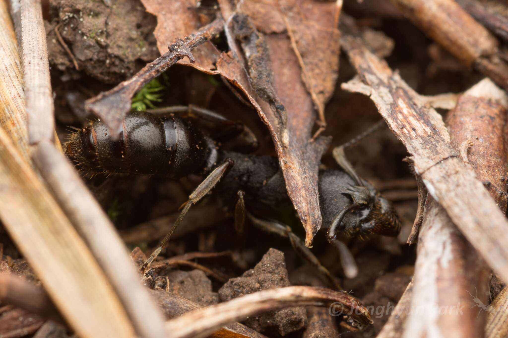 Imagem de <i>Ectomomyrmex javanus</i>