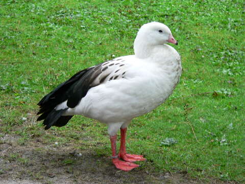 Image of Andean Goose