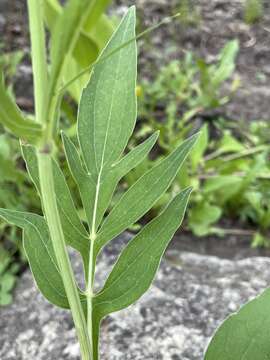 Rudbeckia montana A. Gray的圖片