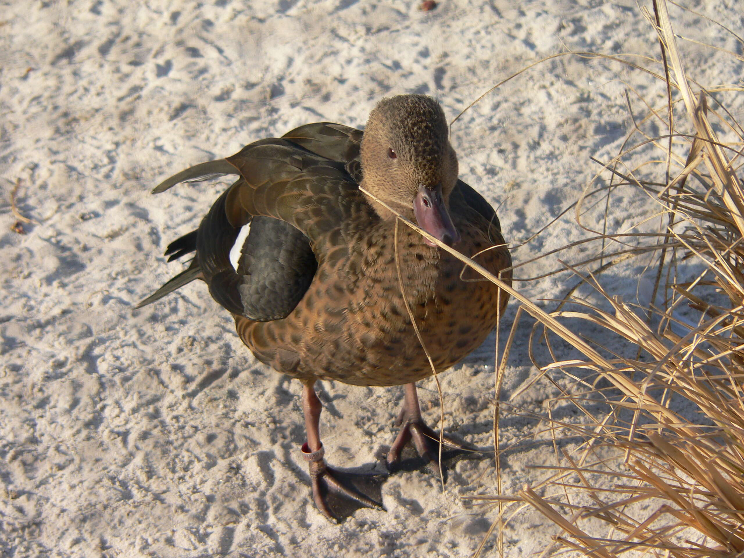 Image of Bernier's Teal