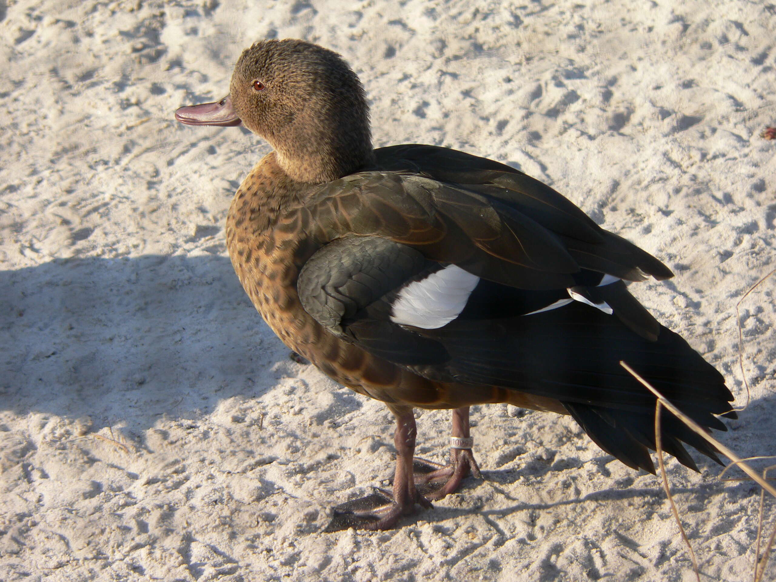 Image of Bernier's Teal