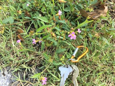 Image of Pyramid-Flower