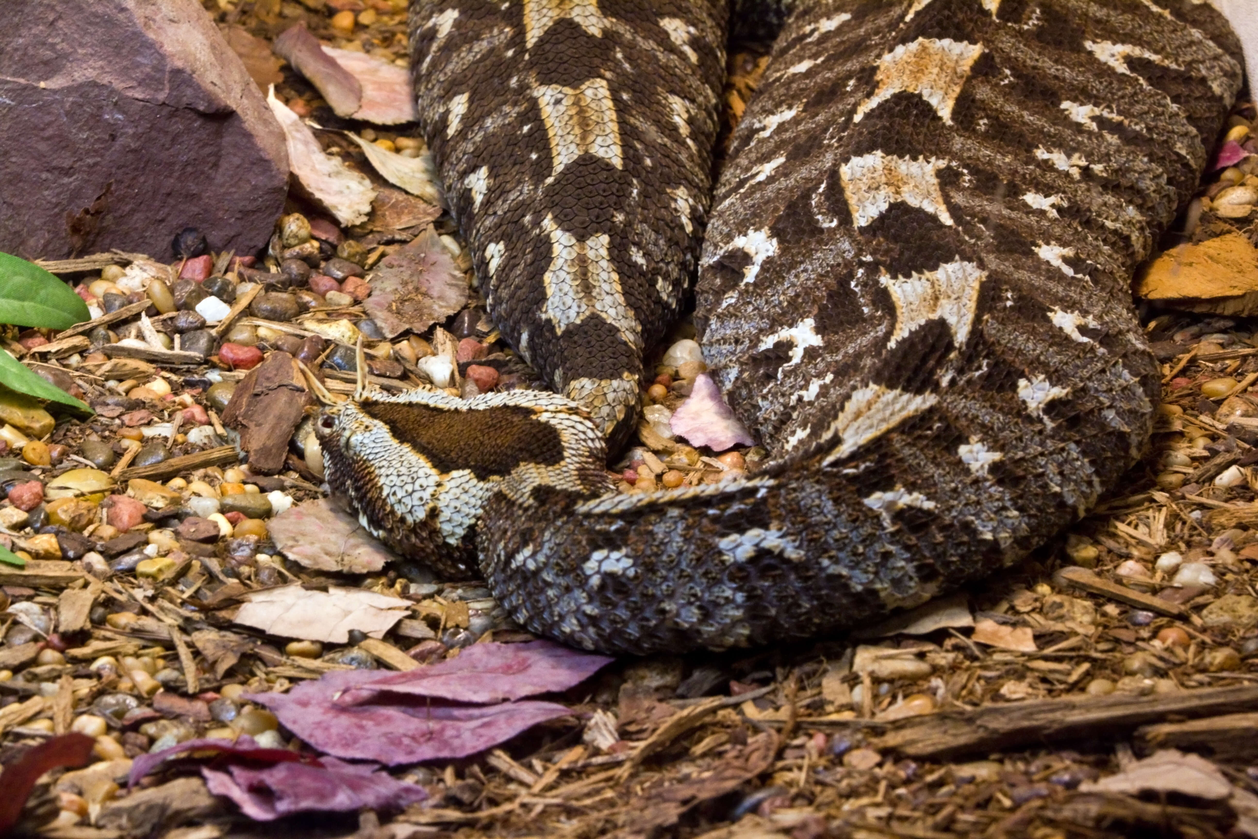 Image of Rhinoceros Viper