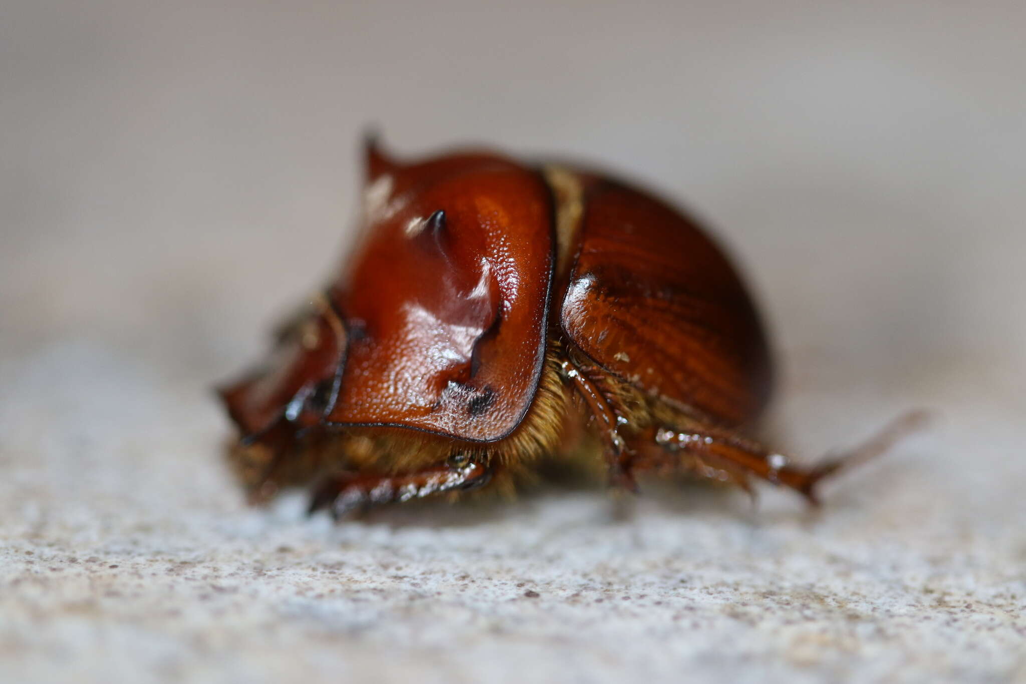 Plancia ëd Bradycinetulus ferrugineus (Palisot de Beauvois 1805)