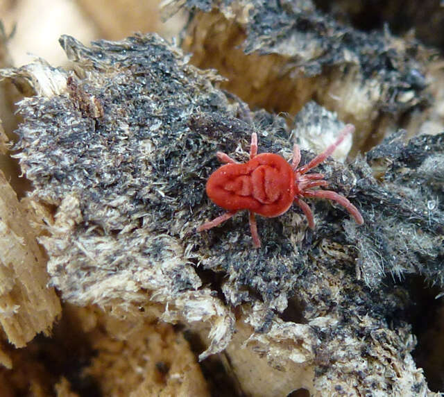 Imagem de Trombidium holosericeum