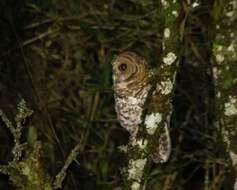 Image of Rusty-barred Owl