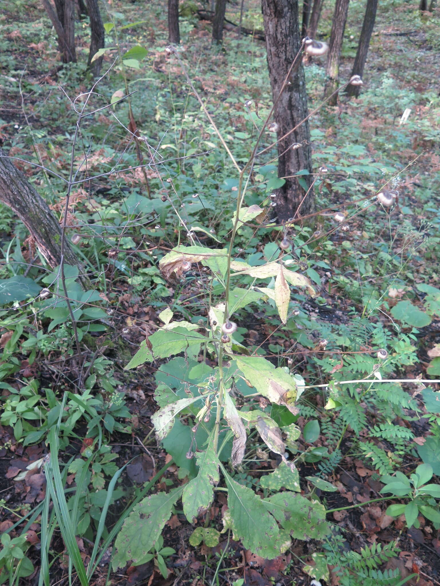 Image of Carpesium cernuum L.