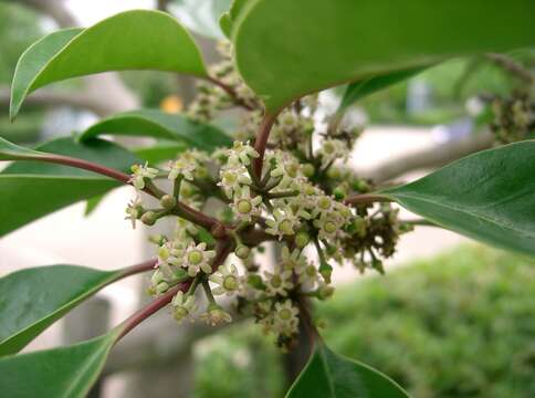 Image of Kurogane holly