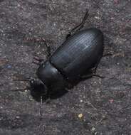 Image of Darkling beetle