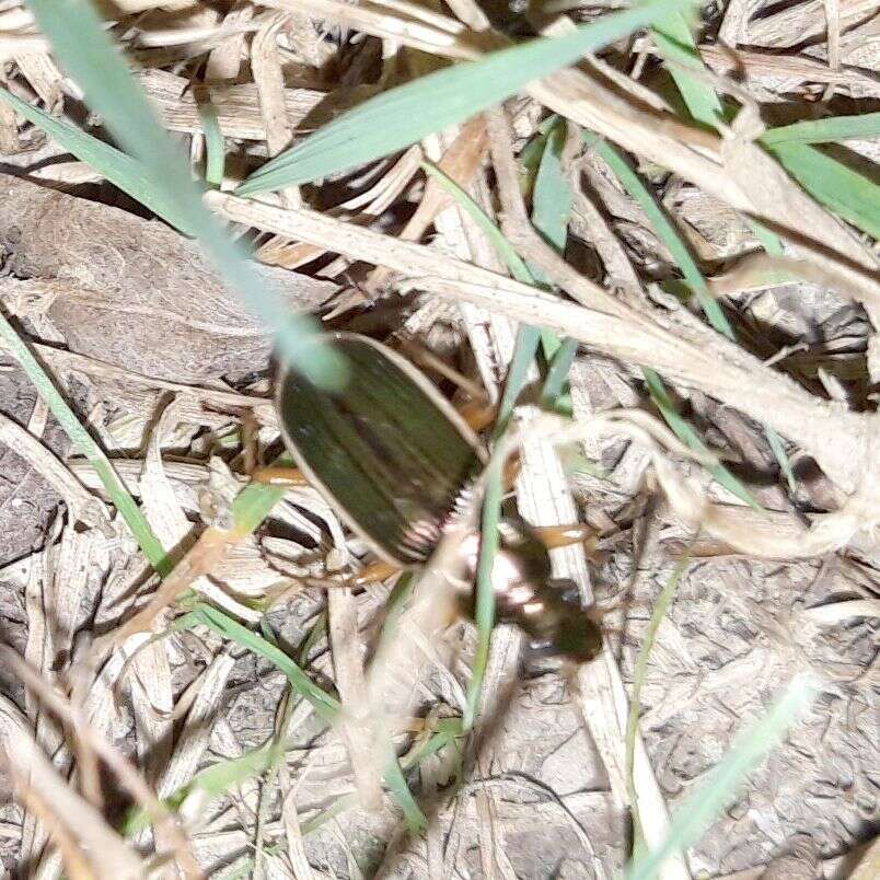 Sivun Chlaenius (Chlaenites) spoliatus (P. Rossi 1792) kuva