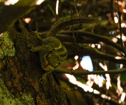 Image of Himalayan Striped Squirrel