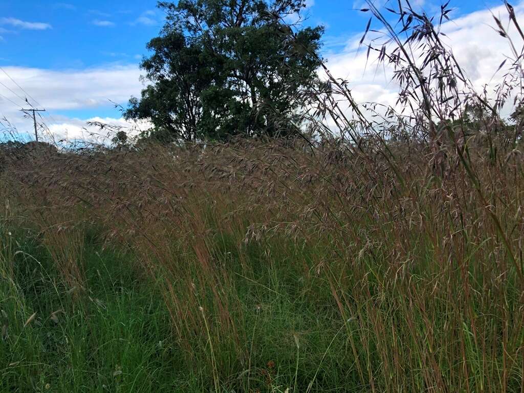 Plancia ëd Themeda avenacea (F. Muell.) T. Durand & B. D. Jacks.