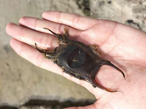 Image of Starry skate