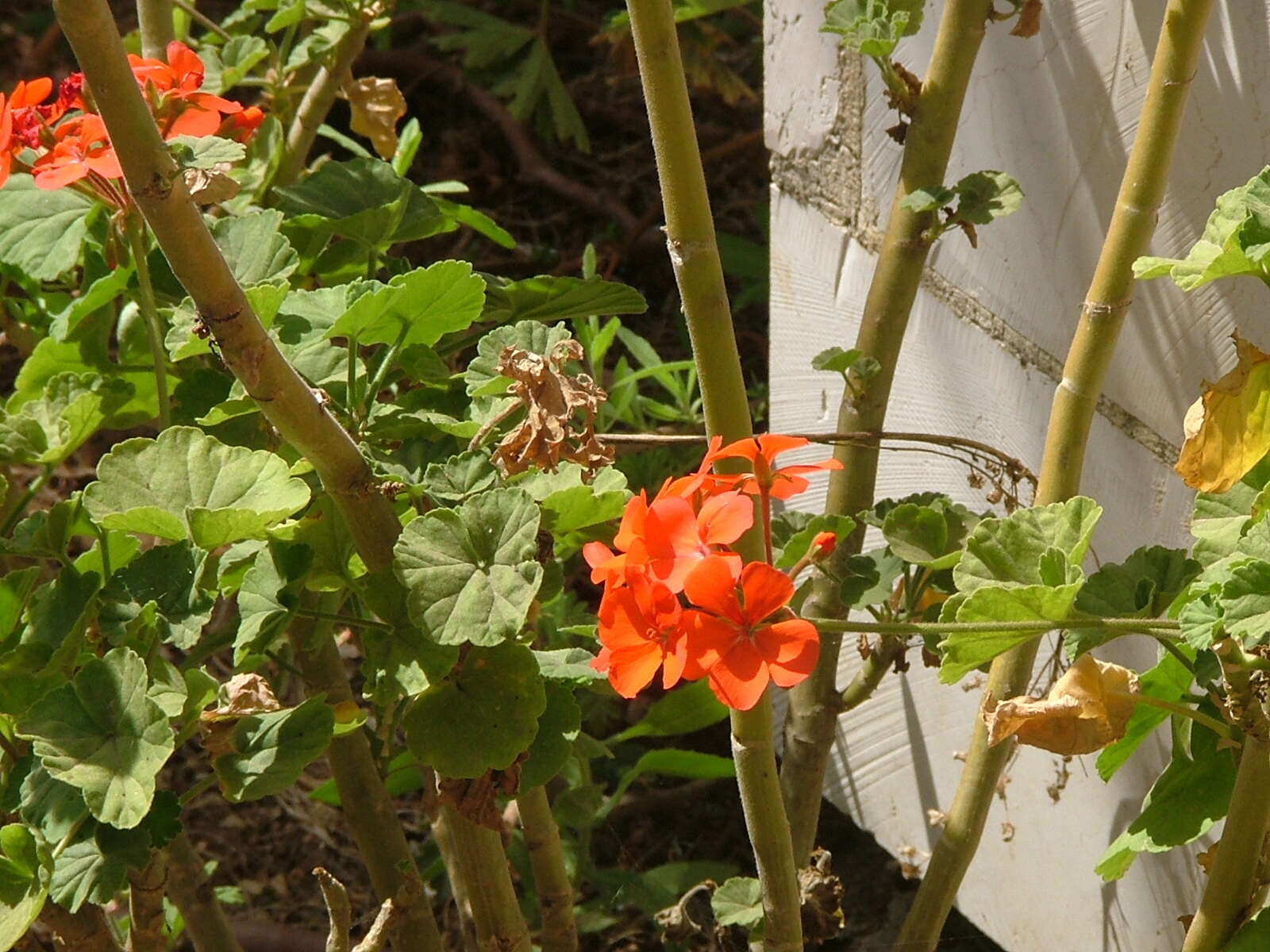 Imagem de Pelargonium hortorum Bailey