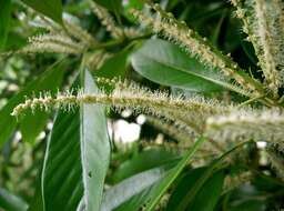 Image de Lithocarpus edulis (Makino) Nakai