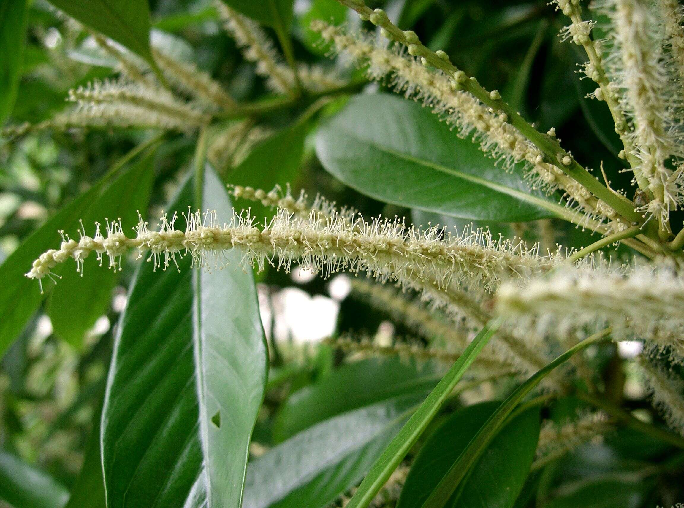 Image de Lithocarpus edulis (Makino) Nakai