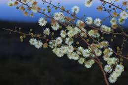 Image of Mimosa farinosa Griseb.