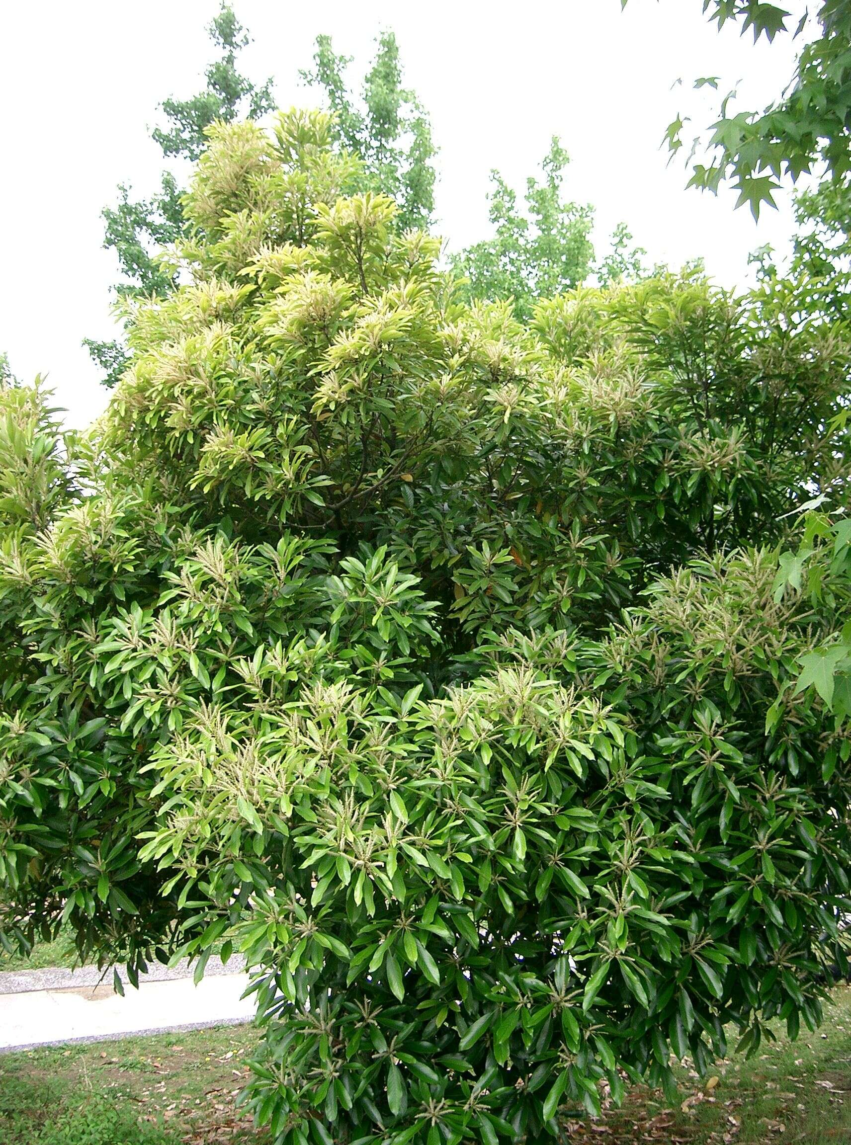 Image de Lithocarpus edulis (Makino) Nakai