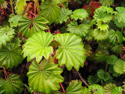 صورة Alchemilla hageniae T. C. E. Fries