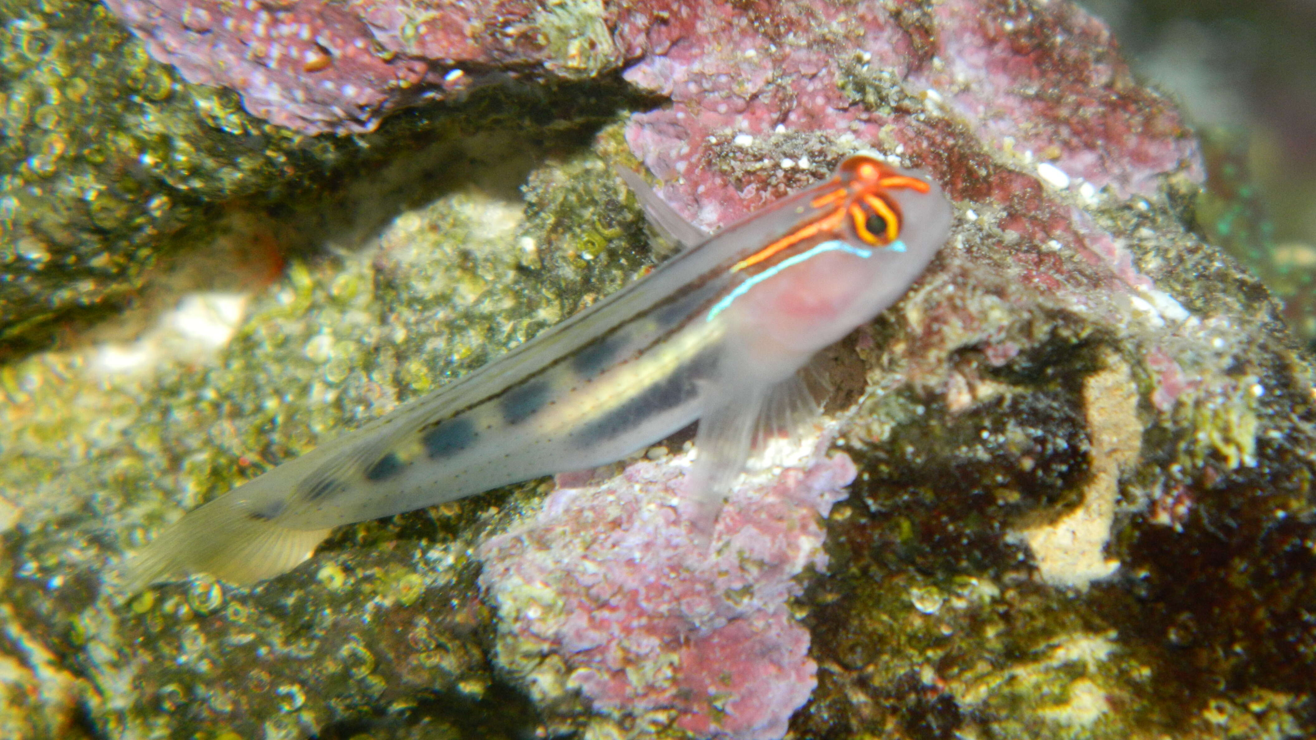 Image de Elacatinus puncticulatus (Ginsburg 1938)