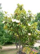 Image of southern magnolia