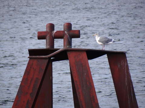 Image of Glaucous-winged Gull