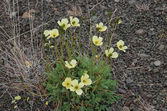 Imagem de Papaver radicatum Rottb. ex DC.