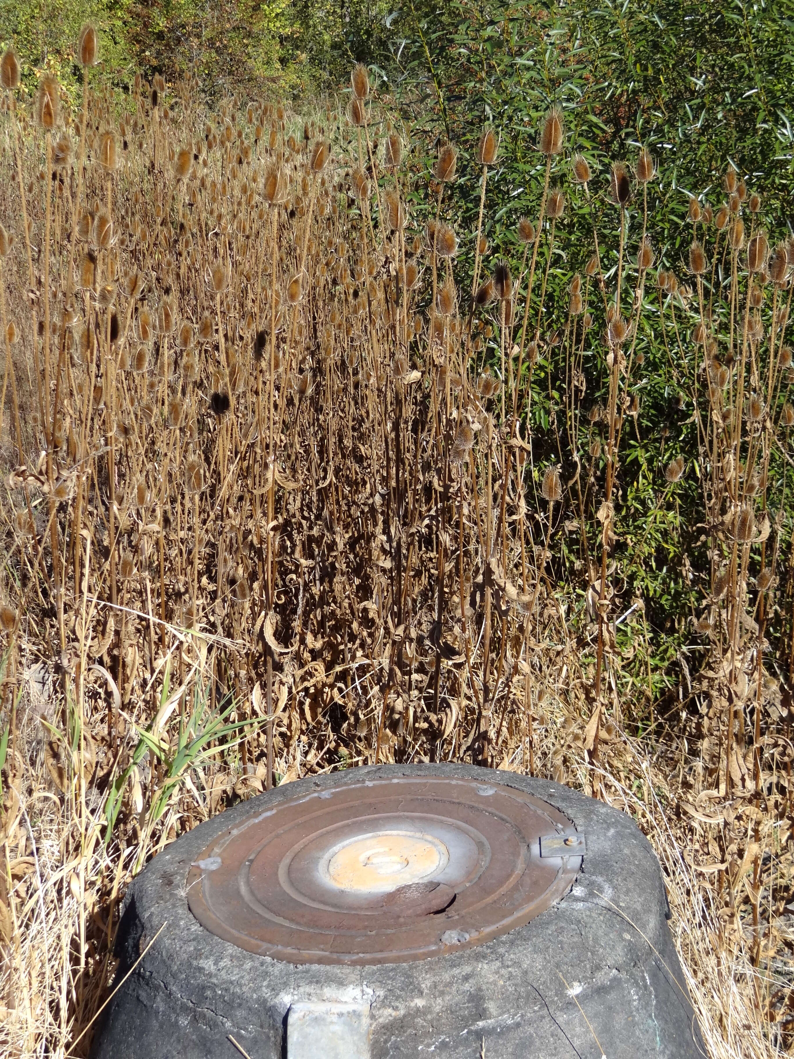 Image of lakeshore bulrush