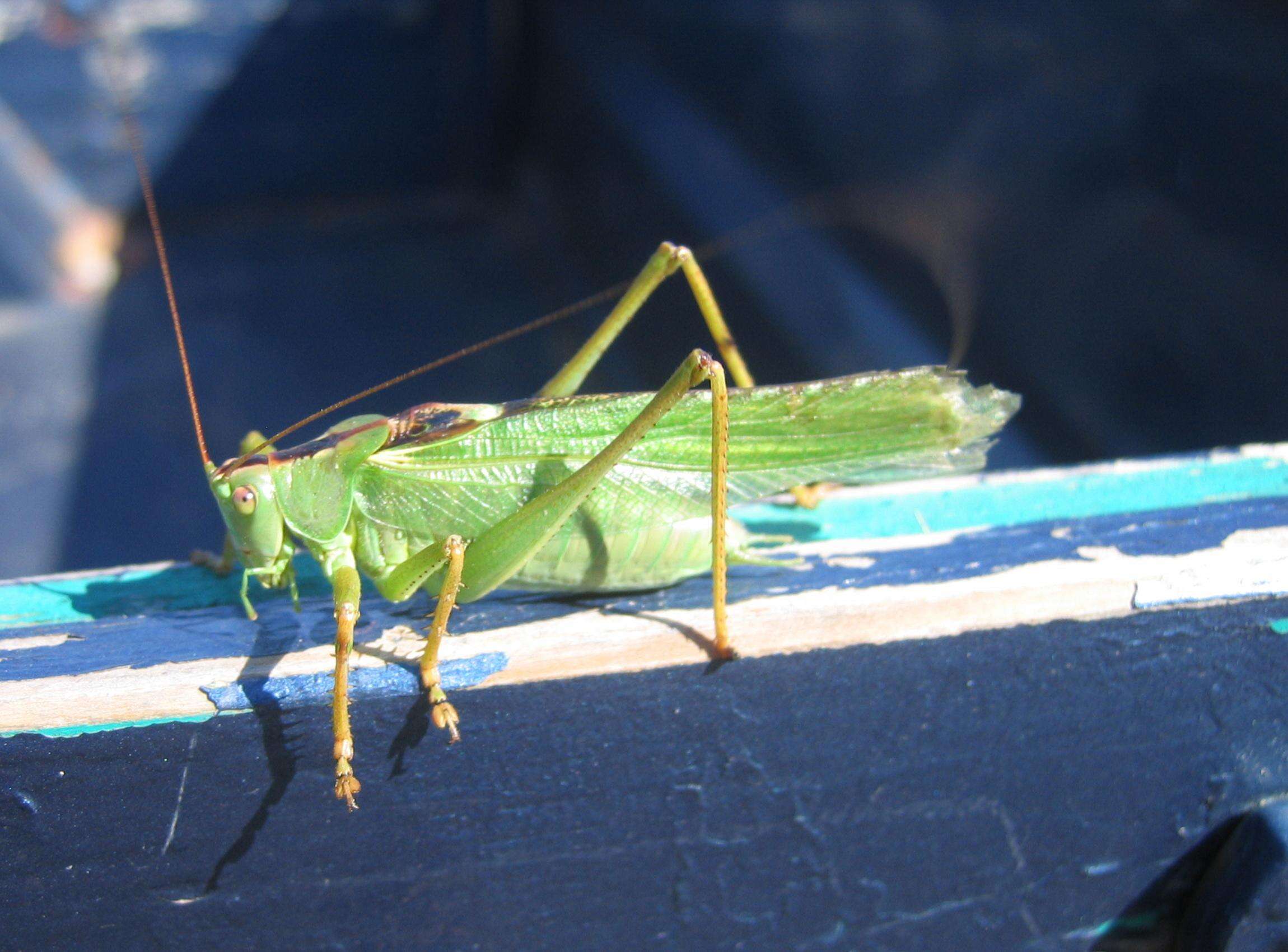 Image of Great green bushcricket