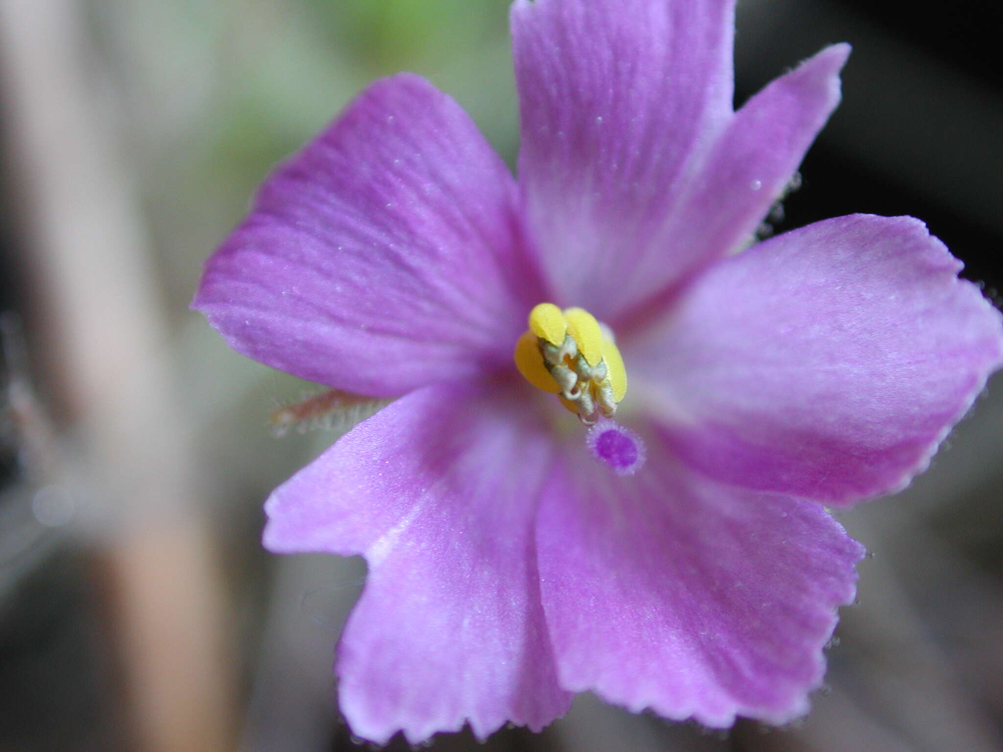 Image of Byblis filifolia Planch.